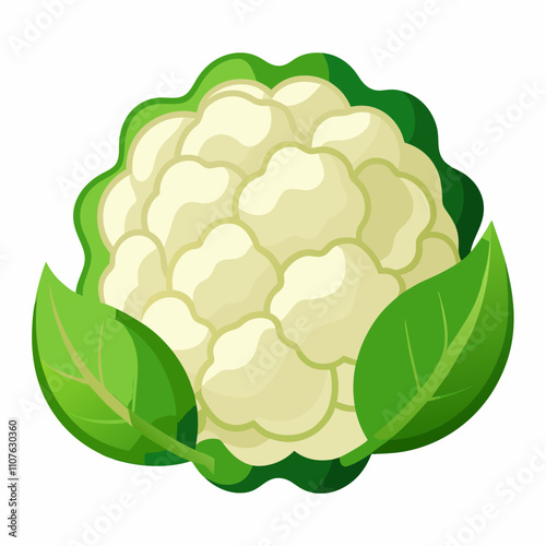 cauliflower illustration With Vector
