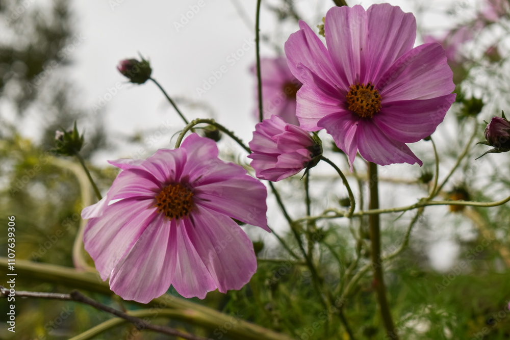 Obraz premium Fleur Cosmos Géantes - Fleurs roses jardin sauvage