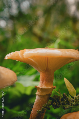 Armillaire miel - Armillaria mellea, le champignon pourridié sous la rosée photo