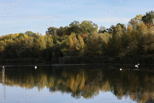 Wallpaper Mural Swans in a lake in autumn Torontodigital.ca