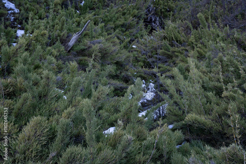 Patagonian flora. Closeup view of Chusquea culeou green canes, also known as Colihue by locals, growing in the forest in winter photo