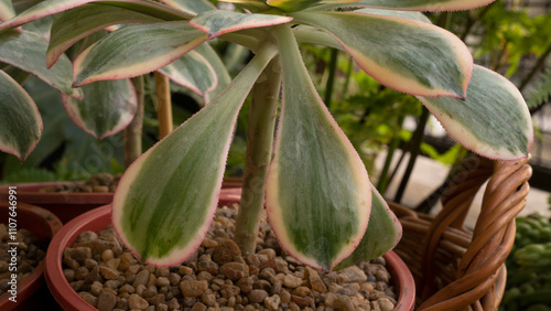 Succulents cultivation. Closeup view of Aeonium sunburst, also known as Copper pinwheel, growing in a pot in the urban garden. Beautiful colors, texture and leaves pattern photo