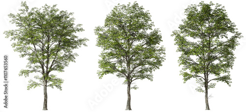 Fototapeta Naklejka Na Ścianę i Meble -  Wilderness trees wood set isolate transparent backgrounds 3d illustrations png