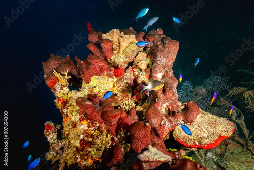 Fototapeta Naklejka Na Ścianę i Meble -  Belize Barrier Reef, the second largest coral reef system in the world