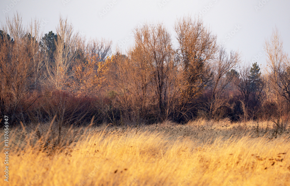 Fototapeta premium In late autumn, the meadow grasses turned yellow and dried up, the forest shed almost all the leaves.