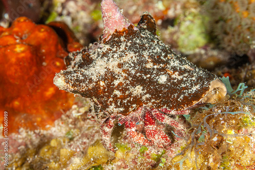 Belize Barrier Reef, the second largest coral reef system in the world, Caribbean Hermit Crab (Coenobita clypeatus) photo