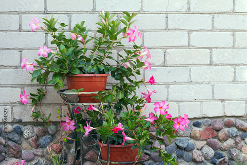 Pink mandevilla, flowers on the wall of a building