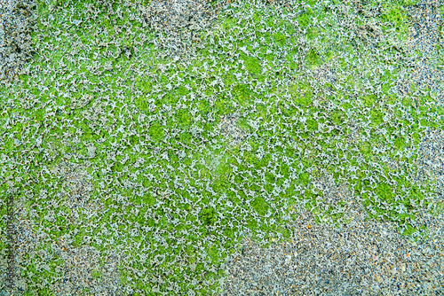Background of algae. Green algae on the sand with shells