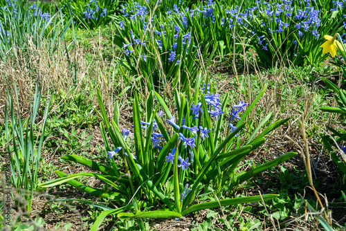 Early bloomers - Wild hyacinth bluebell (Scilla nonscripta) at the first warm day at the end of winter. The awakening of nature photo