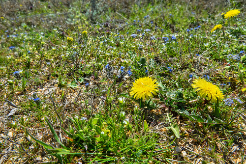 Winter windy short and stocky phenotype of dandelion (possibly Taraxacum serotinum) by the Azov sea. Other small February flowers Persian speedwell in Crimea photo