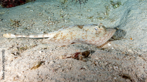 Belize Barrier Reef, the second largest coral reef system in the world, Yellow Stingray (Urobatis jamaicensis) photo