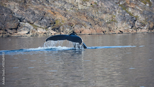 Grönland - Whale Watching bei Tasiilaq