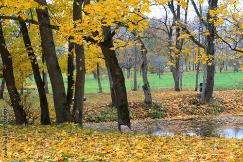 Leaves Over the Pond