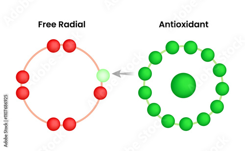 Free Radical and Antioxidant Vector Illustration