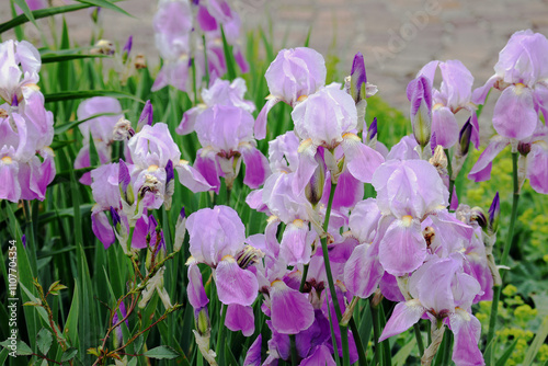 Lilien, Schwertlilien, Blumen, Blüten, lila photo