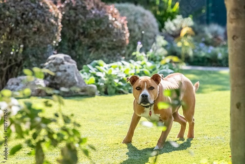 Staffordshire Terrier in attack stance with hackles up guarding home and staring down camera photo