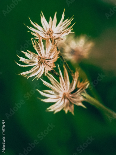 Dried wildflower of coat button tridax procumbens weed plant in blurred lush green background photo