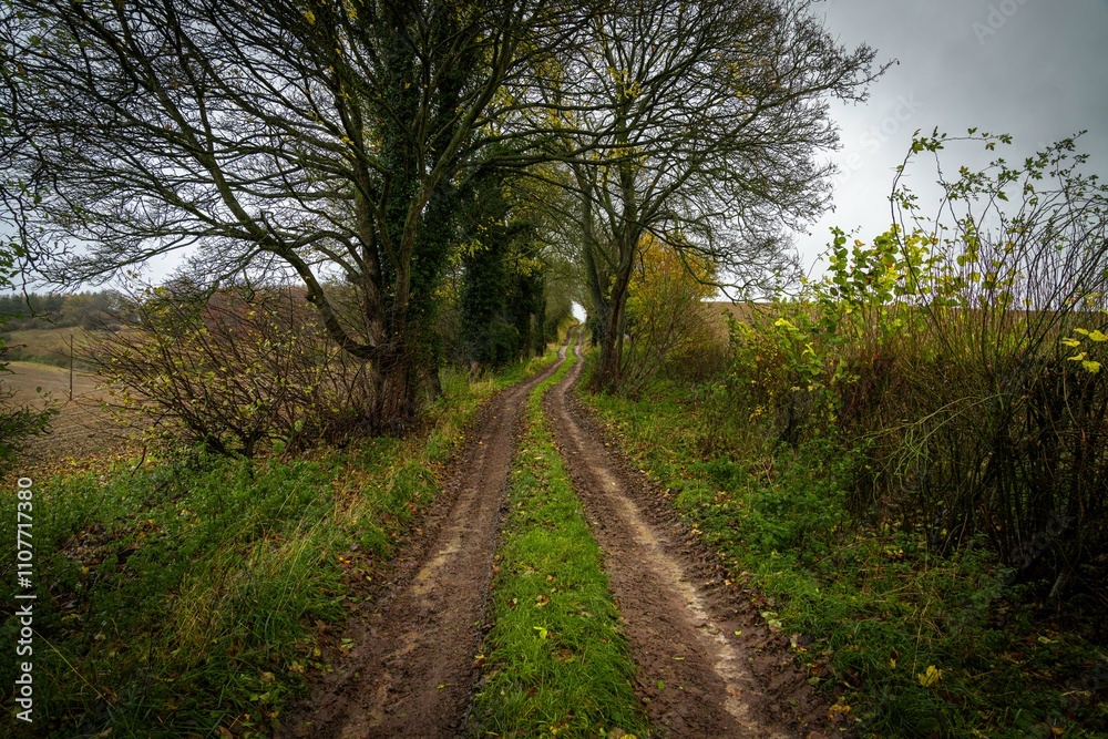 Fototapeta premium Grassy track leading through trees in autumn landscape