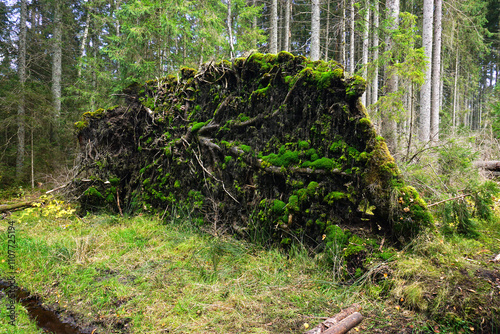 Fichtenwald; Wurzelstock einer umgestürzten Fichte; photo