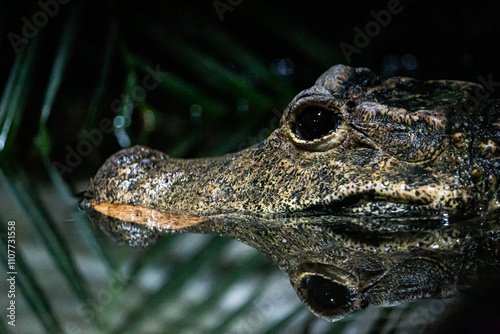 A close-up of a crocodile's head partially submerged in water, its sharp gaze and textured skin reflecting on the surface. A captivating and stealthy portrayal of this powerful aquatic predator