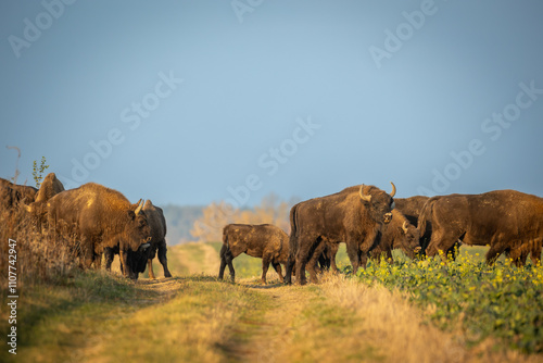 Mammals - wild nature European bison ( Bison bonasus ) Wisent herd standing on field North Eastern part of Poland, Europe Knyszynska Primeval Forest sundown evening photography
