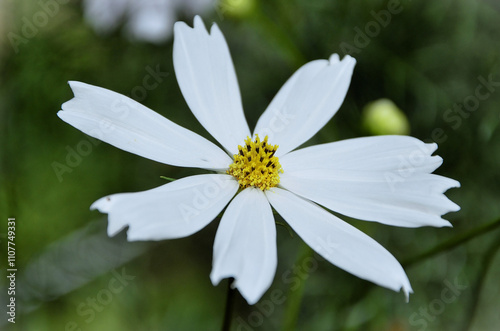 The beautiful white flower of Cosmos diversifolius Otto ex Otto in the backyard photo