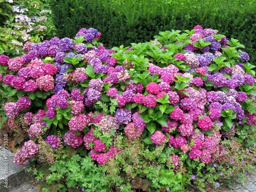 Hortensias