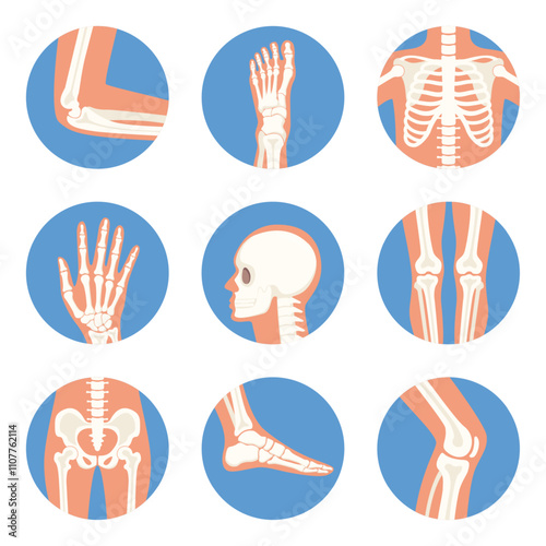 XRayBonesRound-03.eps