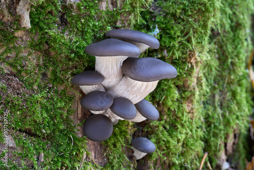 Pleurotus ostreatus mushroom on the oak tree. Known as Oyster Mushroom. Cluster of edible mushrooms in deciduous forest.
