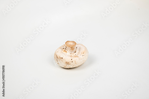 a mushroom on a white background