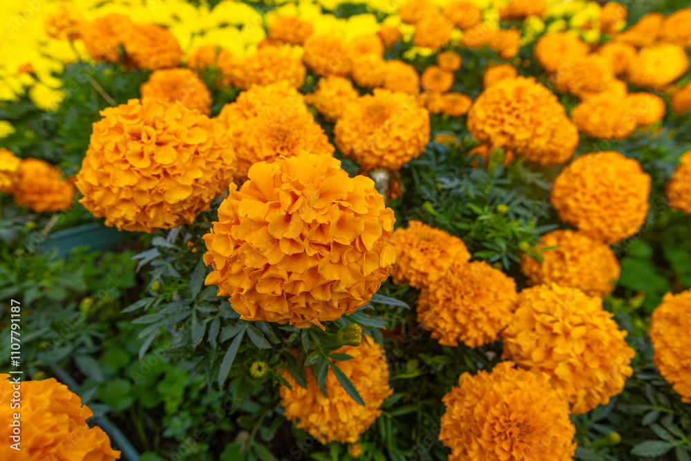 African Marigolds (Tagetes Erecta) in Izmir Fairground