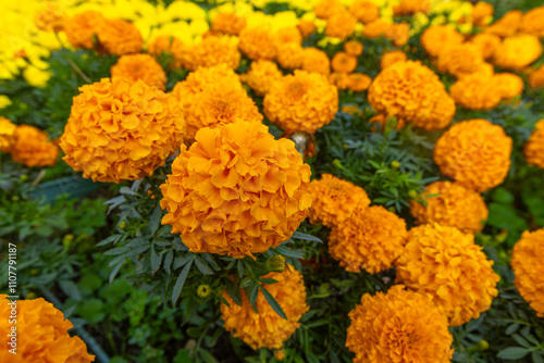 Obraz na płótnie African Marigolds (Tagetes Erecta) in Izmir Fairground w salonie