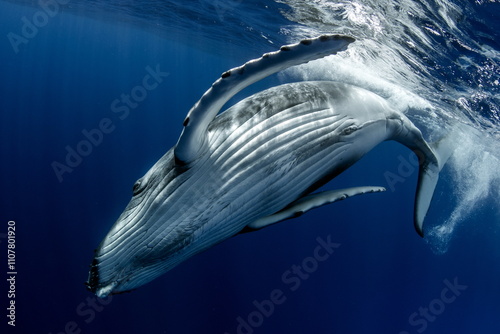 Humpback Whale on Rurutu Island