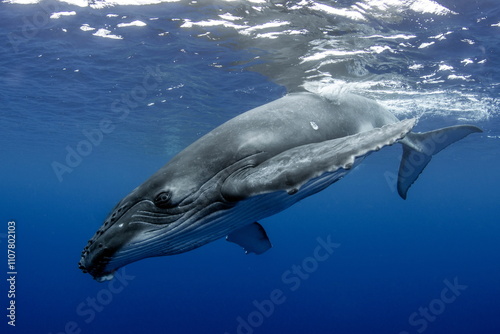 Humpback Whale on Rurutu Island