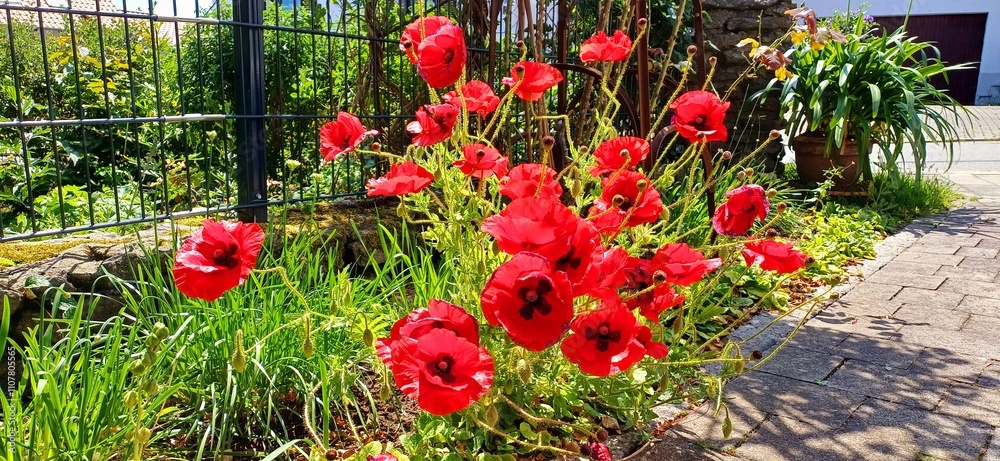 Obraz premium mohnblüten