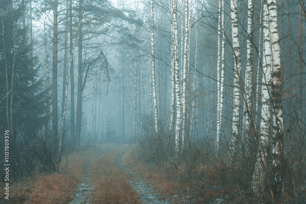 Fototapeta premium Dark forest covered with fog
