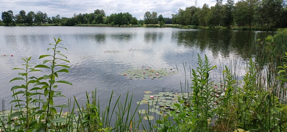 Obraz premium am seerosenweiher