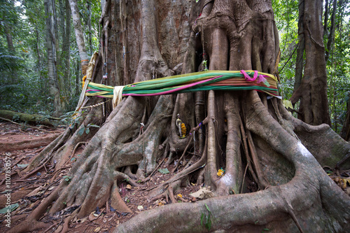 Makayuk de Koh Kood ou arbre géant photo