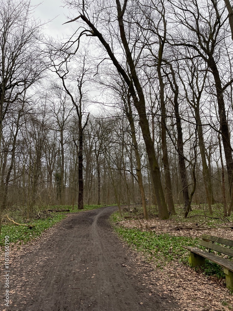 Fototapeta premium road in the forest