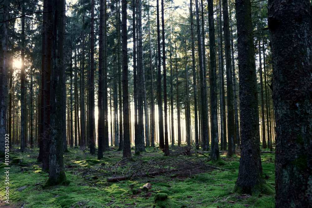 Obraz premium Die untergehende Abendsonne scheint in einem dunklen Nadelwald durch Bäume im Herbst im Nationalpark Hunsrück-Hochwald bei Otzenhausen im Landkreis St. Wendel.