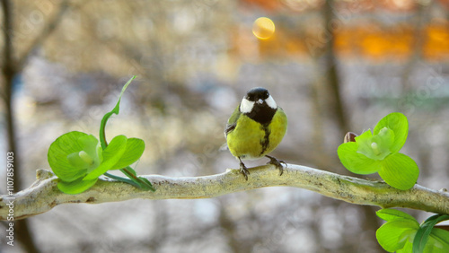 little titmice are sitting on a rowan branch. The bird has a body with a yellow breast. black head spreading wings and feathers. They eat seeds. Close-up.Postcard	