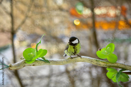 little titmice are sitting on a rowan branch. The bird has a body with a yellow breast. black head spreading wings and feathers. They eat seeds. Close-up.Postcard	