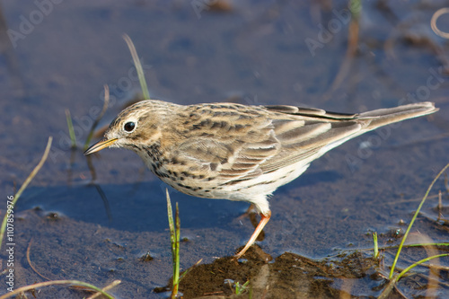 Petinha-dos-prados co o nome cientifico de (Anthus pratensis). Uma ave a tomar banho numa poça de água.