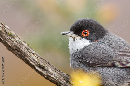 Toutinegra-de-cabeça-preta com o nome cientifico de (Curruca melanocephala).Pequena ave cabeça preta e dorço branco pousada um ramo de mato. photo