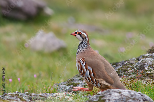 Perdiz com nome cientifico de (Alectoris rufa). Esta espécie, muito cobiçada por caçadores, é frequentemente objecto de programas de gestão cinegética.