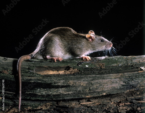 rat surmulot photo