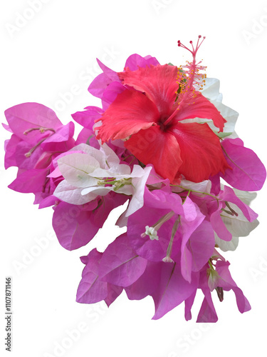 red hibiscus flower