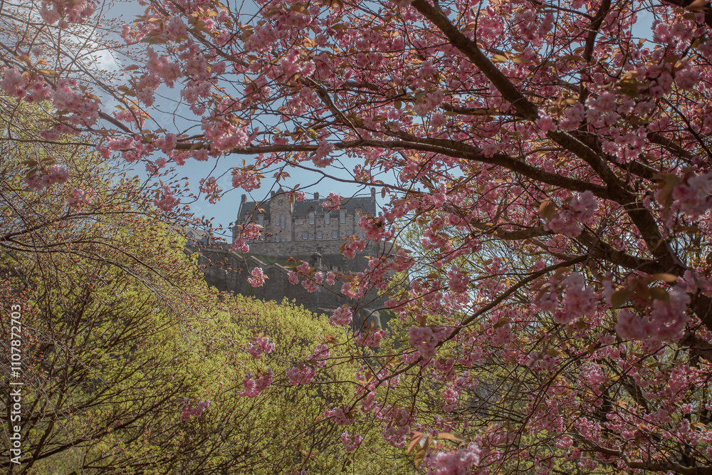 Edinburgh's beautiful streets with flowering trees in April Edinburgh's beautiful streets with flowering trees in April