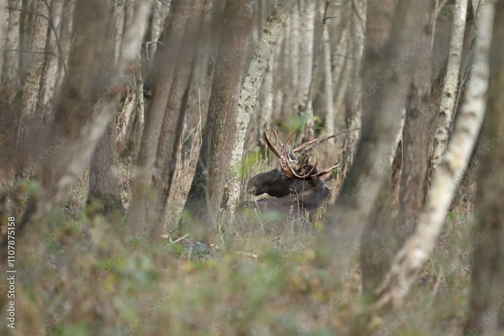 Fototapeta premium Łoś (Alces alces) moose