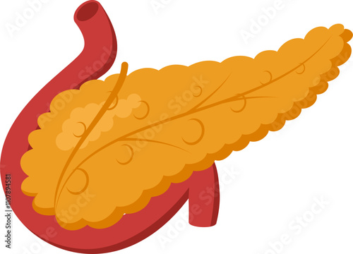 Medical illustration showing healthy human pancreas producing digestive enzymes and hormones, connected to duodenum and bile duct